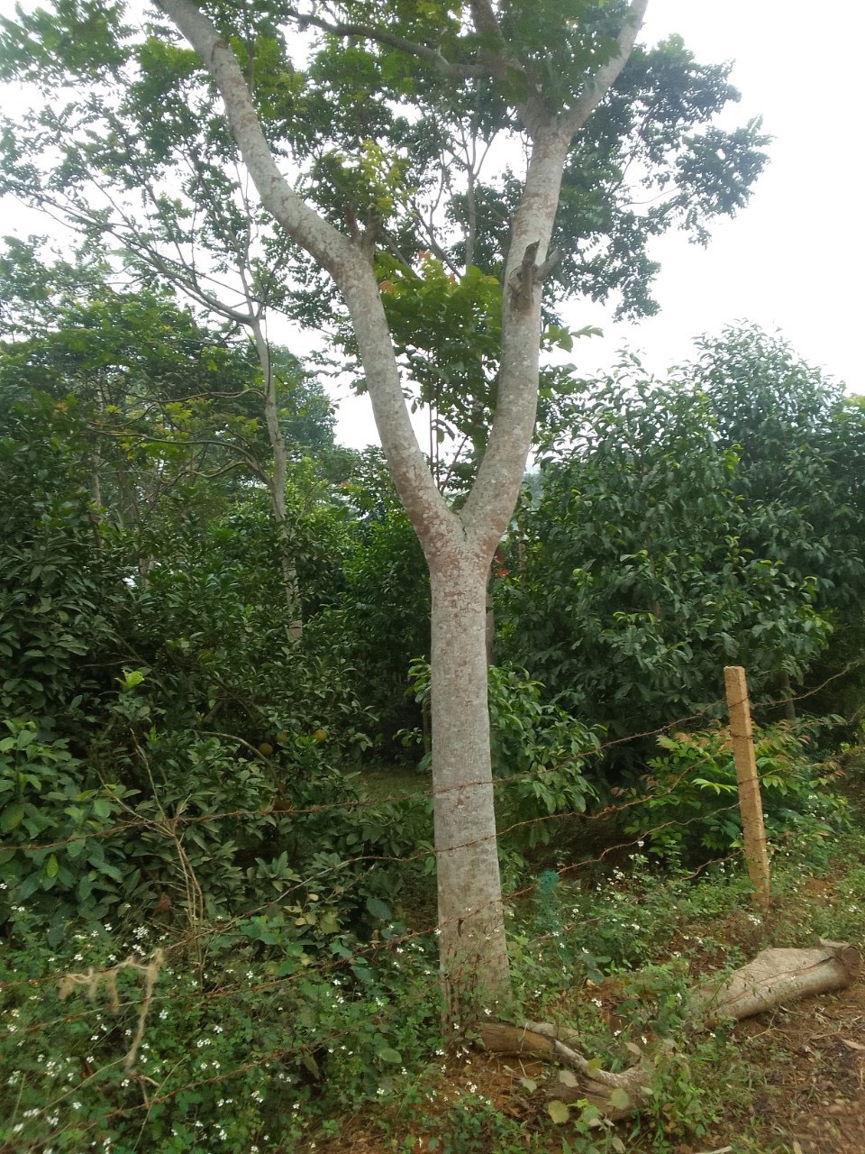 z3940165190753_f9abdeef0c6c4389657ff2b2c6caadee