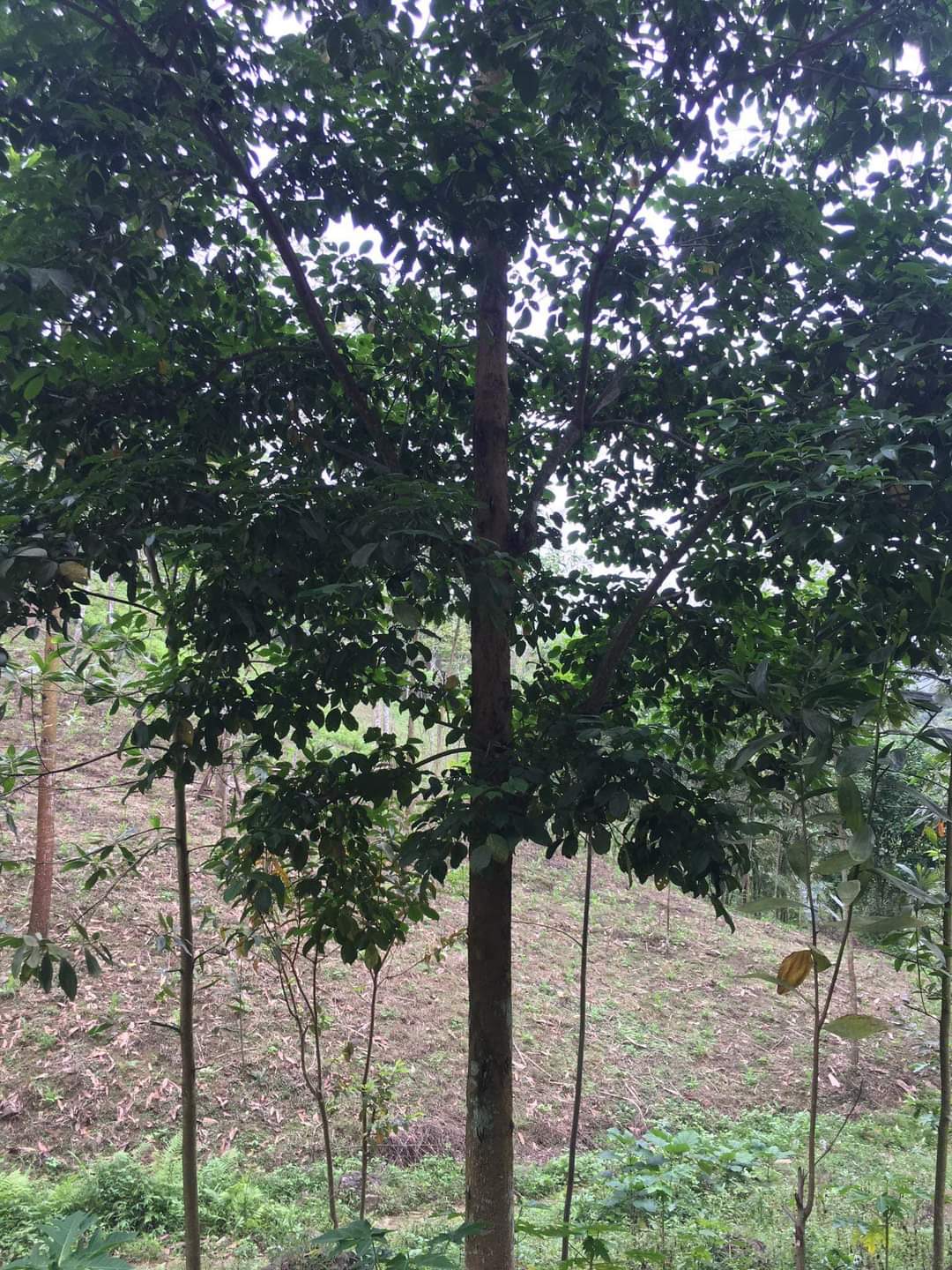 z4506060102628_351337b8353a4f7da9e4e12b82058fcc